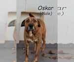 Small #1 Mountain Cur