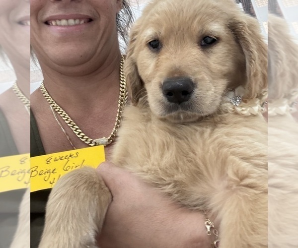 Medium Photo #19 Golden Retriever Puppy For Sale in ORLANDO, FL, USA