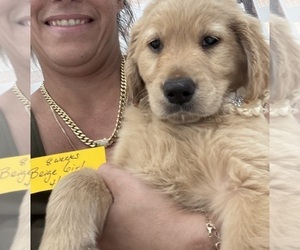Medium Golden Retriever
