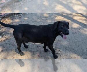 Labrador Retriever Dogs for adoption in Bakersfield, CA, USA