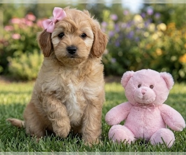 Medium Photo #6 Goldendoodle mix (+ Poodle Miniature) Puppy For Sale in RICHMOND, IL, USA