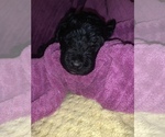 Small Photo #24 Poodle (Standard) Puppy For Sale in LEXINGTON, SC, USA