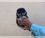 Small #19 Pomeranian