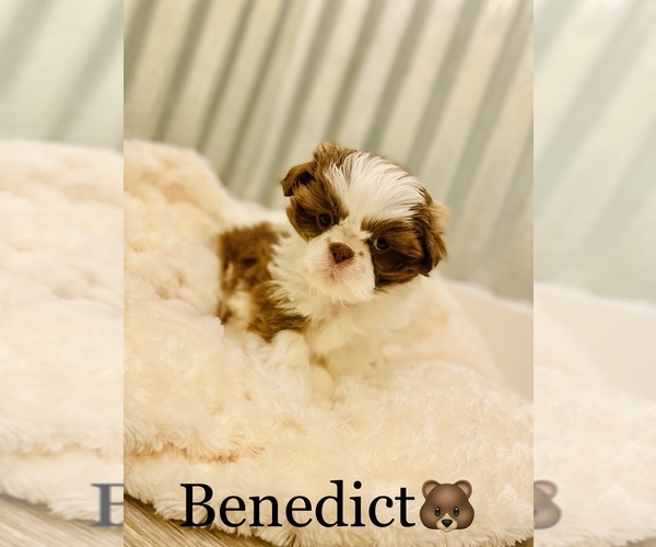 Medium Photo #1 Shih Tzu Puppy For Sale in COOKEVILLE, TN, USA