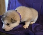 Small #3 Alaskan Malamute