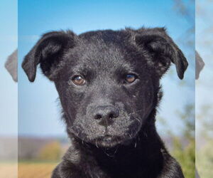German Shepherd Dog-Unknown Mix Dogs for adoption in Huntley, IL, USA