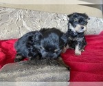 Small Photo #6 Yorkshire Terrier Puppy For Sale in COLORADO SPGS, CO, USA