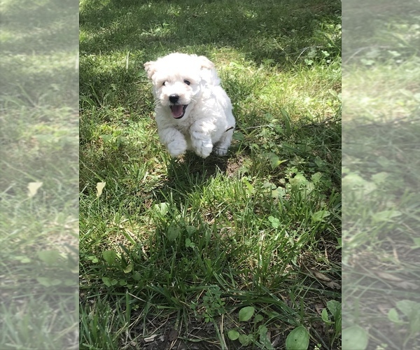 Medium Photo #1 Poochon Puppy For Sale in PRINCETON, KY, USA