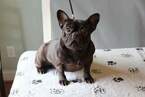 Small Photo #5 French Bulldog Puppy For Sale in BURGAW, NC, USA