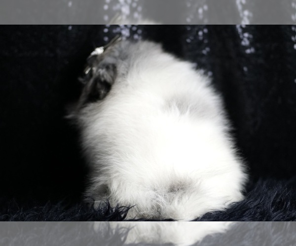 Medium Photo #80 Pomeranian Puppy For Sale in WARSAW, IN, USA