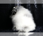 Small Photo #80 Pomeranian Puppy For Sale in WARSAW, IN, USA
