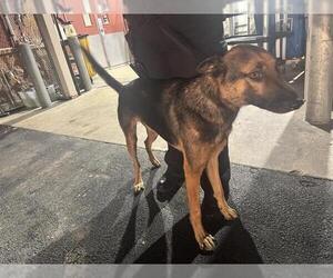 German Shepherd Dog-Unknown Mix Dogs for adoption in San Antonio, TX, USA