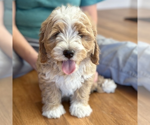Medium Photo #8 Bernedoodle (Miniature) Puppy For Sale in ROY, UT, USA