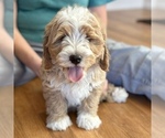 Small #7 Bernedoodle (Miniature)