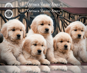 View Ad Golden Retriever Litter Of Puppies For Sale Near Ohio Lisbon Usa Adn 187539