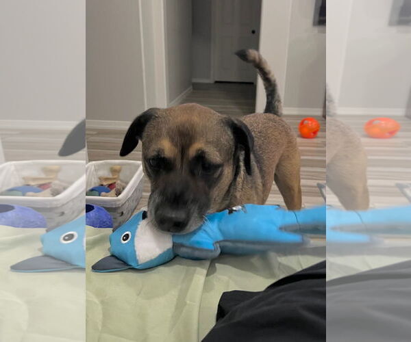 Medium Photo #2 Mutt Puppy For Sale in phoenix, AZ, USA