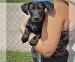 Small Photo #4 Dachshund-Unknown Mix Puppy For Sale in Huntley, IL, USA