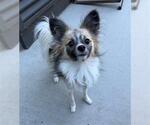 Small #1 Papillon Mix