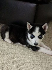 Siberian Husky Puppy for sale in FISHERS, IN, USA