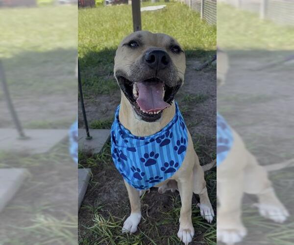 Medium Photo #3 Black Mouth Cur-Unknown Mix Puppy For Sale in Rosenberg, TX, USA