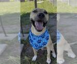 Small #2 Black Mouth Cur Mix