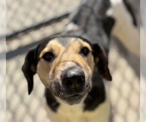 Treeing Walker Coonhound-Unknown Mix Dogs for adoption in Tulsa, OK, USA