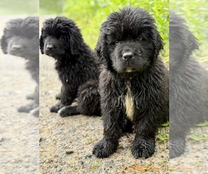 Newfoundland Puppy for sale in HENDERSONVILLE, NC, USA