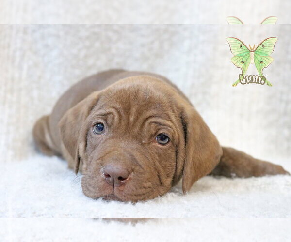 Medium Photo #5 Mutt Puppy For Sale in Wakefield, RI, USA