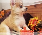 Small Photo #10 Pomsky Puppy For Sale in CENTRALIA, MO, USA
