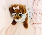 Small #16 Poodle (Toy)