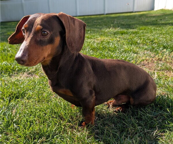 Medium Photo #1 Dachshund Puppy For Sale in Shelbyville, TN, USA