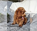Small Photo #2 Cavapoo Puppy For Sale in COLBY, WI, USA
