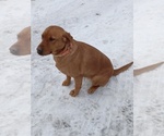 Small Photo #15 Labrador Retriever Puppy For Sale in RANDALL, MN, USA
