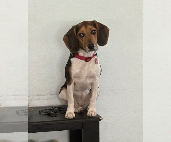 Medium Photo #2 Beagle Puppy For Sale in Tampa, FL, USA