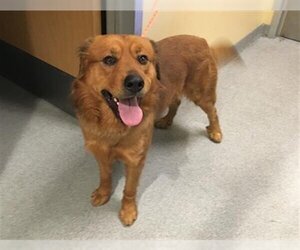 Chow Chow-Golden Retriever Mix Dogs for adoption in Orange, CA, USA