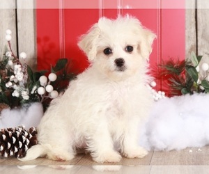 Zuchon Puppy for sale in MOUNT VERNON, OH, USA