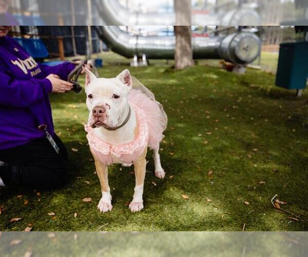 Medium Photo #4 Bullypit Puppy For Sale in Orlando, FL, USA