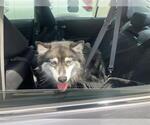 Small Siberian Husky Mix