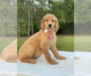 Goldendoodle Puppy for sale in FROSTPROOF, FL, USA