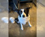 Small Border Collie