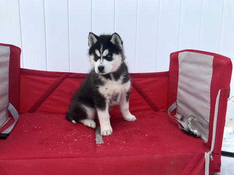 Medium Photo #4 Siberian Husky Puppy For Sale in MILLERSBURG, IN, USA