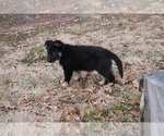 Small Photo #12 German Shepherd Dog Puppy For Sale in NOBLE, OK, USA