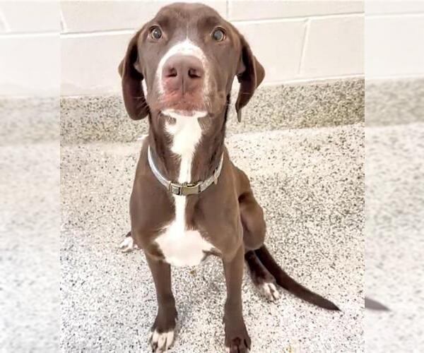 Medium Photo #2 Pointer Puppy For Sale in Houston, TX, USA