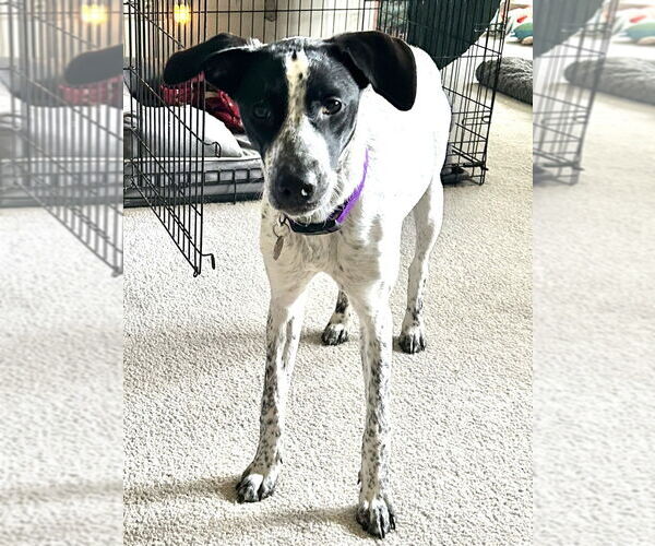 Medium Photo #12 Pointer-Unknown Mix Puppy For Sale in Brewster, NY, USA