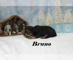 Small #6 Yorkshire Terrier