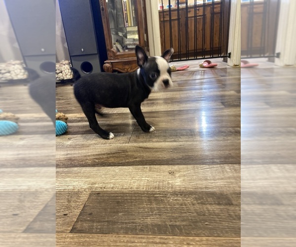 Medium Photo #7 Boston Terrier Puppy For Sale in FREDONIA, KS, USA