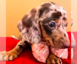 Small Photo #1 Dachshund Puppy For Sale in PALMDALE, CA, USA