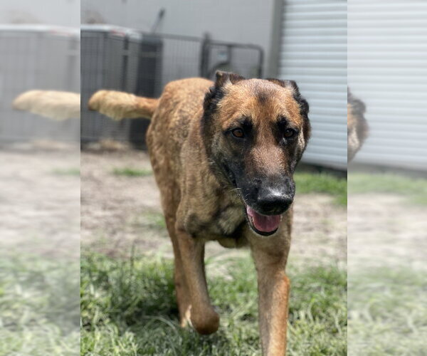 Medium Photo #7 Mutt Puppy For Sale in Imlay City, MI, USA