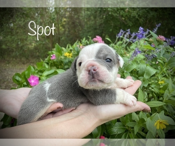 Medium Photo #1 Bulldog Puppy For Sale in SPRING, TX, USA