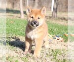 Small Photo #2 Shiba Inu Puppy For Sale in ORONOGO, MO, USA